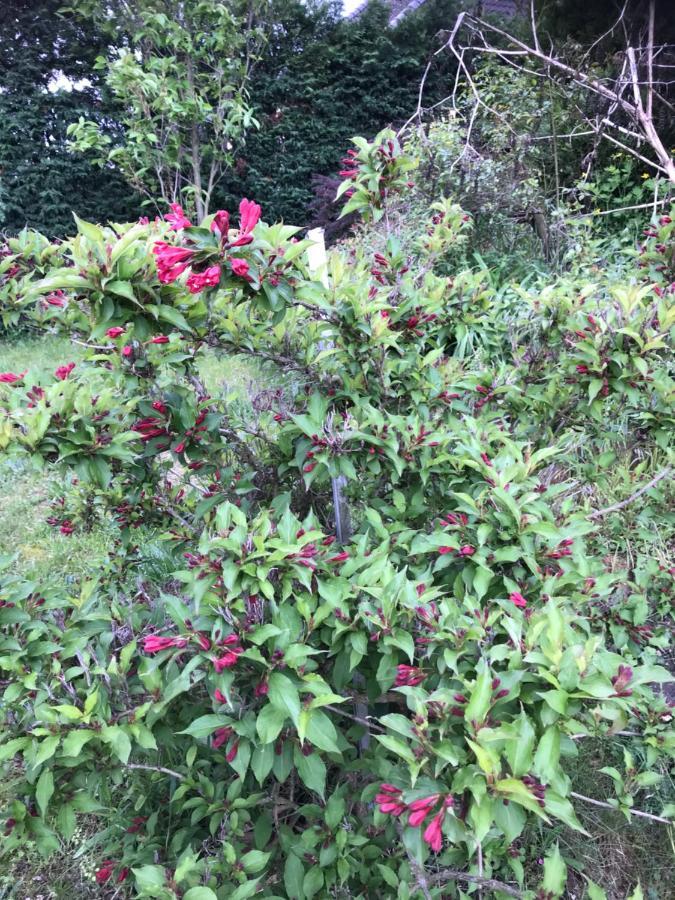 Appart Les Cerises Entre Strasbourg Et Haguenau 比什维莱尔 外观 照片
