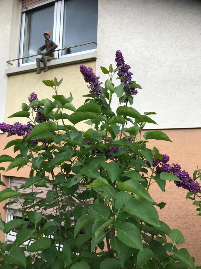 Appart Les Cerises Entre Strasbourg Et Haguenau 比什维莱尔 外观 照片
